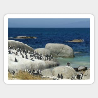 Penguins in South Africa Sticker